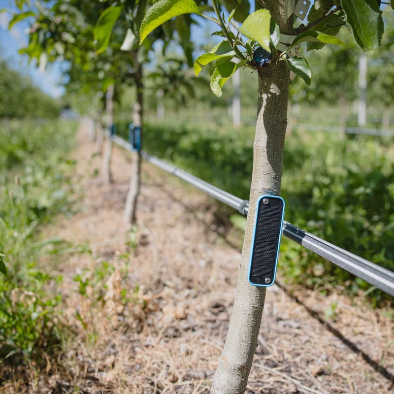 Croptide sensors attached to a row of fruit trees